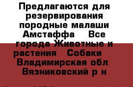 Предлагаются для резервирования породные малаши Амстаффа  - Все города Животные и растения » Собаки   . Владимирская обл.,Вязниковский р-н